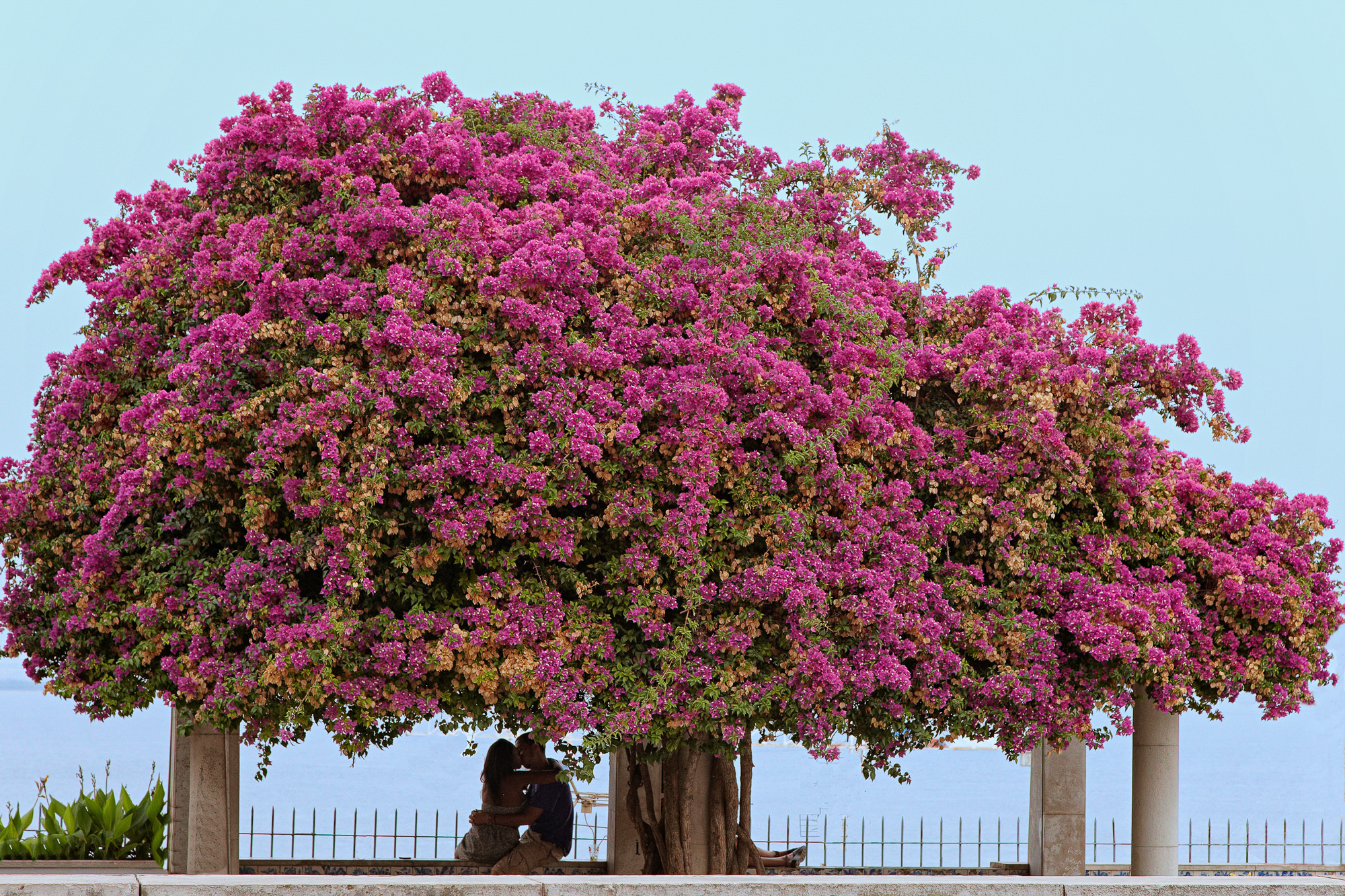 Bogain Vilea, Lissabon